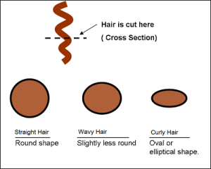 hair shape cross section